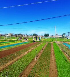 Tra Que Vegetable Village